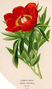 Common Peony (Paeonia Officinalis)