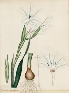 Gladiolus Grandiflorus