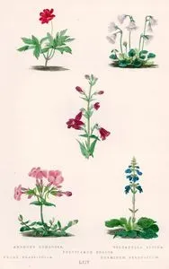 Anemone Nemorosa, Soldanella Alpina, Pentstemon Roseus, Phlox Crassifolia, Horminum Pyrenaicum