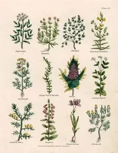 Filipendula, Fleawort, Fumitory, Short Leard Toad Flax, Sow Fennel, Round Leard Fluellin, Eringo, Common Figworth, Common Furze, Foxglove,
 Flower De Luce, Flaxweed