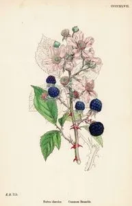 Rubus Discolor. Common Brable