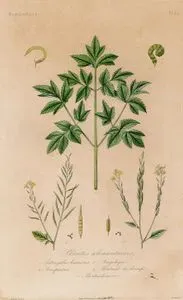 Horticulture-Plantes Alimentaires 1.Astragalus Hamosus 2.Scorpiurus 3.Angelique 4.Moutarde Des Champs 5.Moutarde Noire