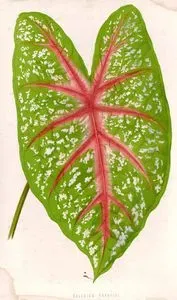 Caladium Chantini