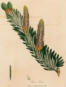Pinus Picea