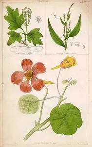 Common Maple, Biting Persiacaria, Great Indian Cress