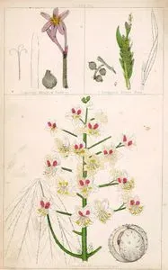 Common Meadow Saffron, Dragon's Blood Tree, Common Horse Chesnut