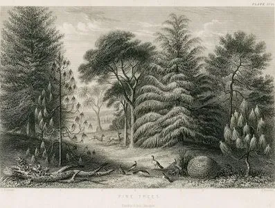 Pine Trees