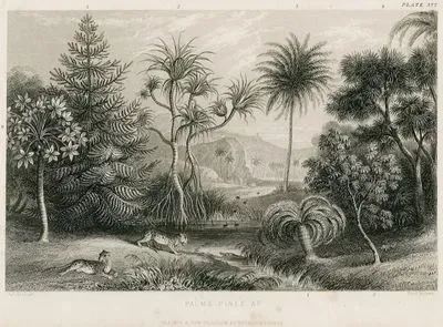 Palms, Pines & C.
