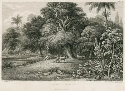 Ornamental Plants & C.