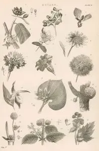 Botany
