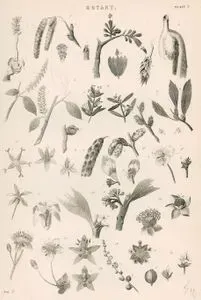 Botany