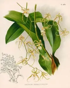 Oncidium Phymatochilum