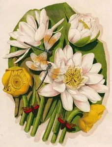 Flowers-Insects