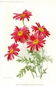 Hybrid Pyrethrum, Princess Charlotte