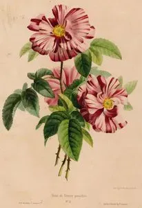 Rose De France Panachee