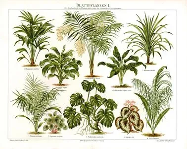 Blattpflanzen I.-1.Chamaerops Excelsa 2.Dracaena Regina 3.Chamaedorea Lunata 4.Dieffenbachia seguina Picta 5.Dracaena Nutans 6.Phoenix Reclinata 7.Peperomia Argyrea 8.Philodendron Pertusum 9.Begonia Rex 10.Cocos Flexuosa