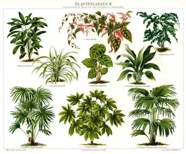 Blattpflanzen II.-1.Rhapis Flabelliformis-Lady Palm 2.Cissus Discolor-Trailing Begonia Vine 3.Polypodium Aureum-Golden Polypody 4.Pandanus Javanicus-Tropical Pandan Tree 5.Anthurium Magnificum 6.Plectogyne (Aspidistra) Variegata-Cast-iron Plant 7.Livistona (Corypha) Australis-Cabbage Tree Palm 8.Aralia Sieboldit 9.Livistona Chinensis(Latania Borbonica)