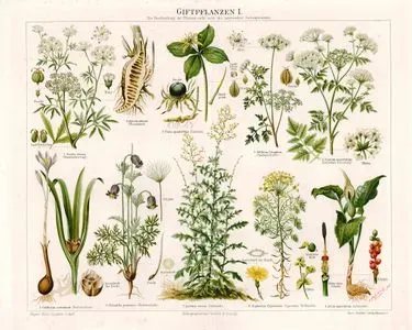 Giftpflanzen I. (Poisonous Plants)