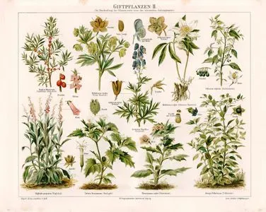 Giftpflanzen II. (Poisonous Plants)