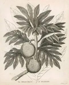 The Bread Fruit Of Otaheite