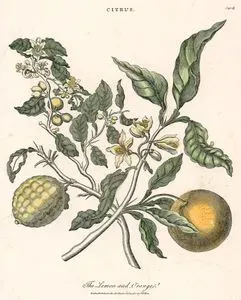 The Lemon And Orange
