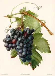 Vitis Vinifera (Wine Grapes)