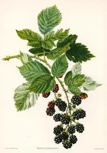Rubus Linkianus (Blackberry)