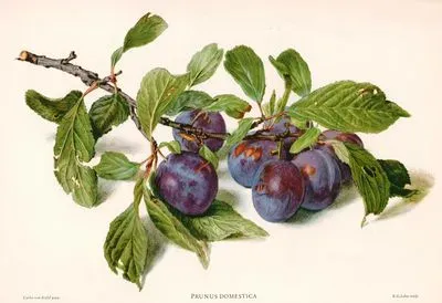 Prunus Domestica (Plum)