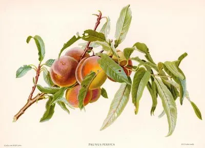 Prunus Persica (Peache)