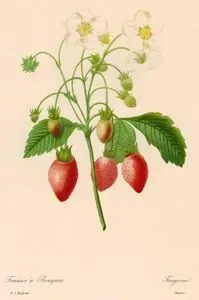 Fraisier A Bouquet-Fragaria (Strawberry)