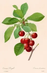 Cerisier Royal-Cerasus Domestica (Cherry)