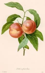 Pecher A Fruits Lisses (Peach)