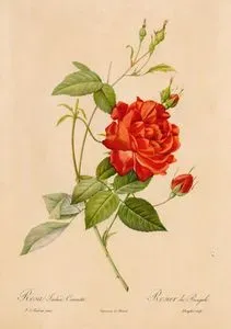 Rosa Indice Crueanta-Rosier Du Bengale (Red Rose)