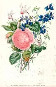 Cyclamen, Delphinium Grandiflora, Rosa