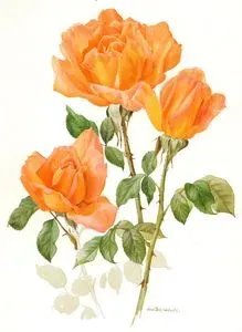 Rose