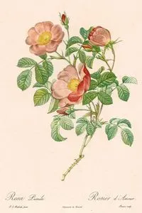 Rosa Pumila-Rosier D'Amour