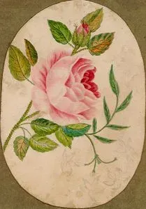 Pink Rose