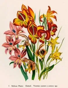 Bulbous Plants, Gladioli-Varieties Current A Century Ago