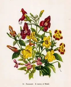 Perennials, A Variety Of Musks