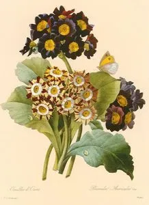 Oreilles D'urs-Primula Auricula