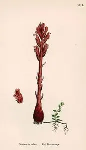 Orobanche Rubra-Red Broom Rape