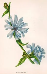 Blue Succory