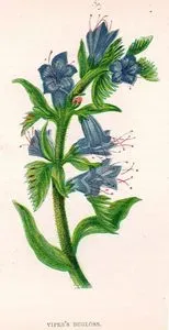 Viper's Bugloss