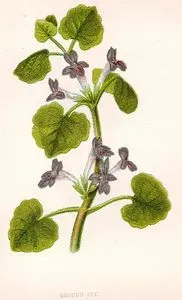 Ground  Ivy
