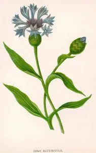 Corn Blue-Bottle