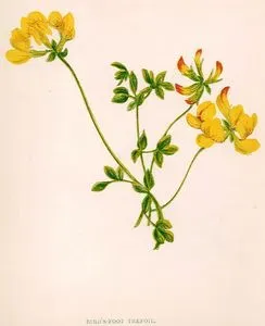 Bird's Foot Trefoil