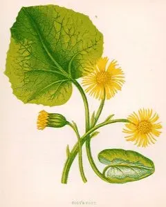 Colt's Foot