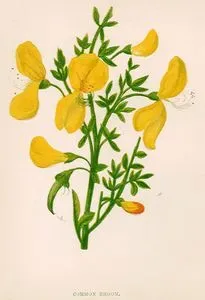 Common Broom