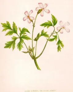 Herb Robert Or Poor Robin