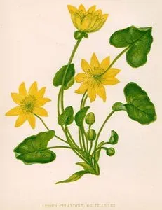 Lesser Celandine Or FillWort